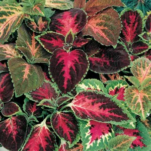 Brighten Your Garden with Rainbow-Colored Green Coleus Superfine Ornamental Plant